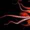 cephalopoda