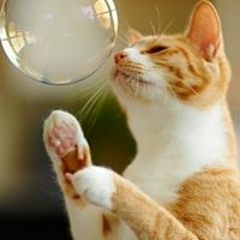 LonelySlipperyLadder