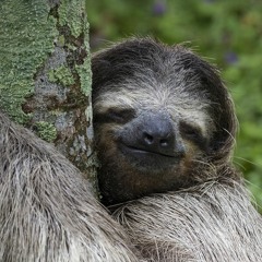 Sloth J.