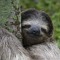 Sloth J.