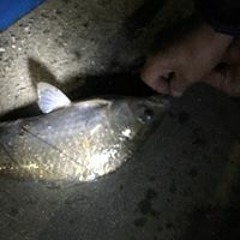 おーど むーげ