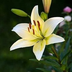Beauties_Turnover