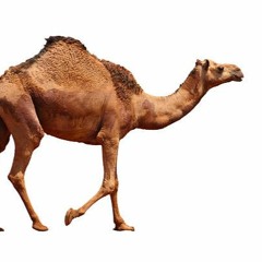 joannakamal