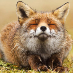 Fox sophia