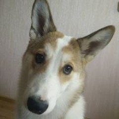 Šarūnas Trečiokas