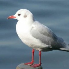 Larus