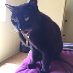 Tim Shreve (Langison)