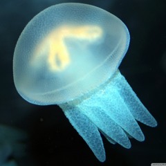 majestic.jellyfish