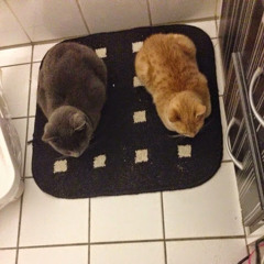 Sebastian Schnitzmeier