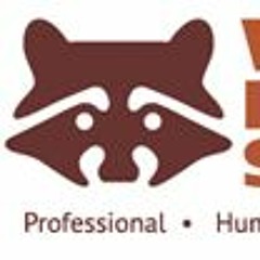 Wildlife Removal Services