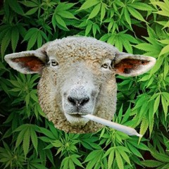 lil lamb