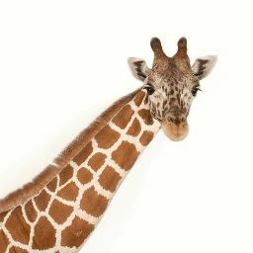 Giraffe’s avatar