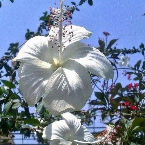 SKAH SHAH mix