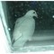 Night Pigeon