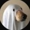 SpoopyGhost