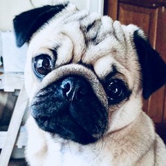 Pug_girlforlife