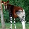 AnimalAnswers