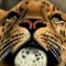 wolfiewise552