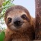 Mr Sloth440
