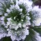 milky preciptate