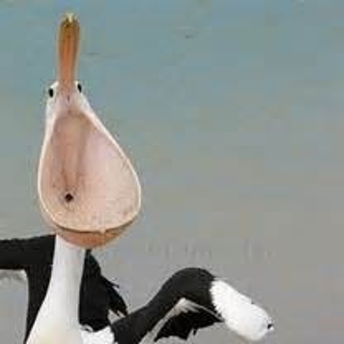 Pelican Ajar’s avatar