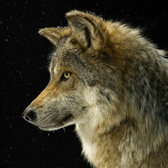 Arbeast