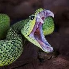 lil Viper