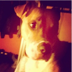 DOGO