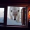 2Bearz
