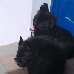 2 Lechones...