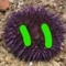 Quillon, the WoefulUrchin