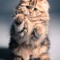 FluffyKitten
