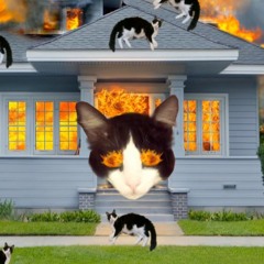 Bad trip kitty