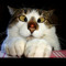 Hitesh RX