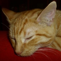 Wanda