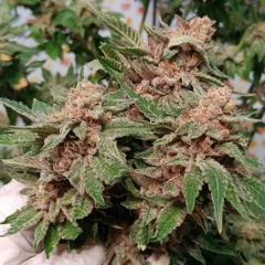 Bongtokn