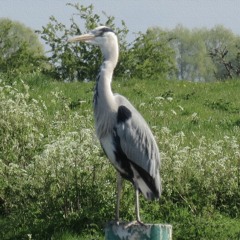 The Peaceful Heron