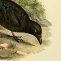 corvadell