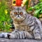 LilCat