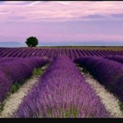 عبق الخزامى