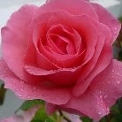 Stream Rose Bebe Music Listen To Songs Albums Playlists For Free On Soundcloud
