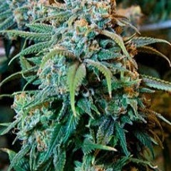 Jose Moises Quilahueque