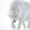 Arctic Wolf