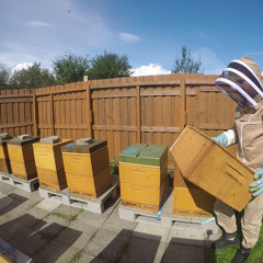 عالم النحل wael sayam