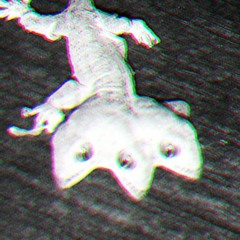 Ciliatus
