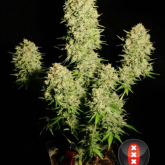 Grow or Puff king
