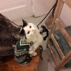 Rögnvaldur Mosi Andrasson