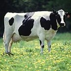 Dj Ravecowbull II