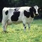 Dj Ravecowbull II