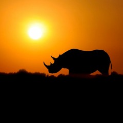 Rhino Sessions || Mix 02